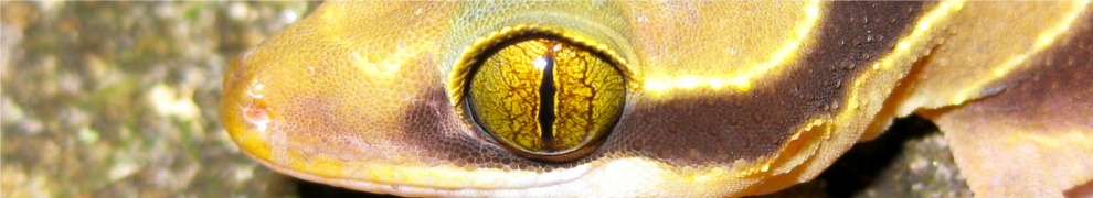 BioRxiv preprint: Full-likelihood Bayesian comparative biogeography of Philippine geckos feature image