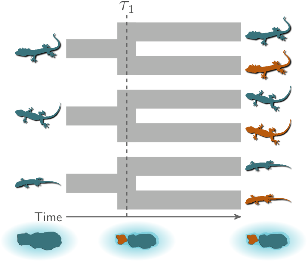 Three pairs of lizard species co-speciating when their island is fragmented