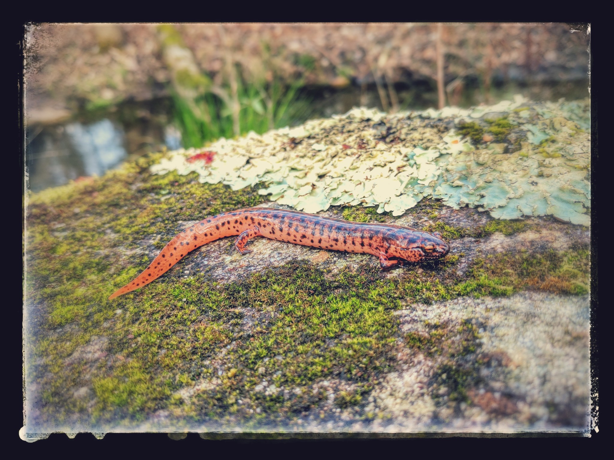 It's salamander season around Auburn feature image